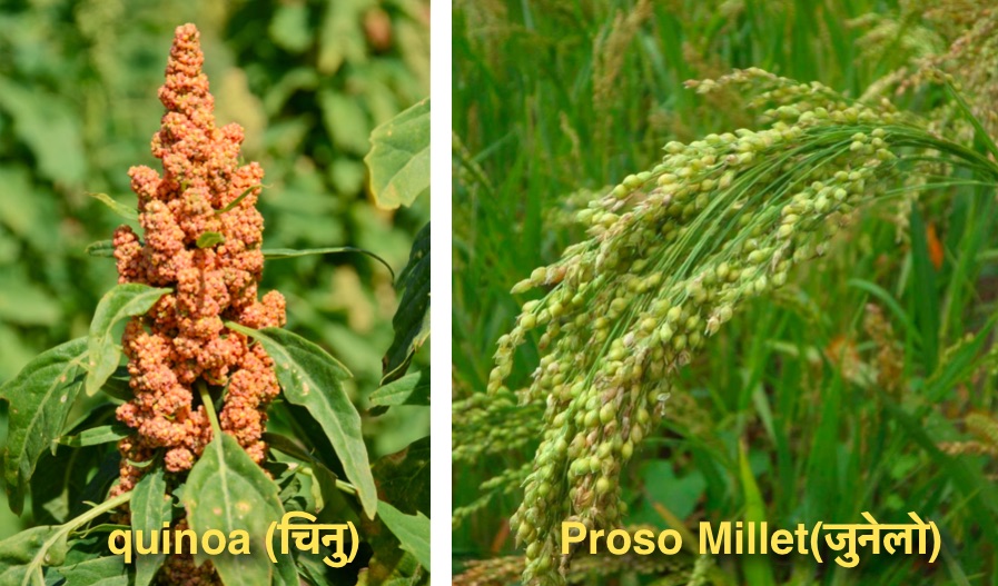 What is quinoa in Nepali? Is it Kodo, Junelo Makai or ...